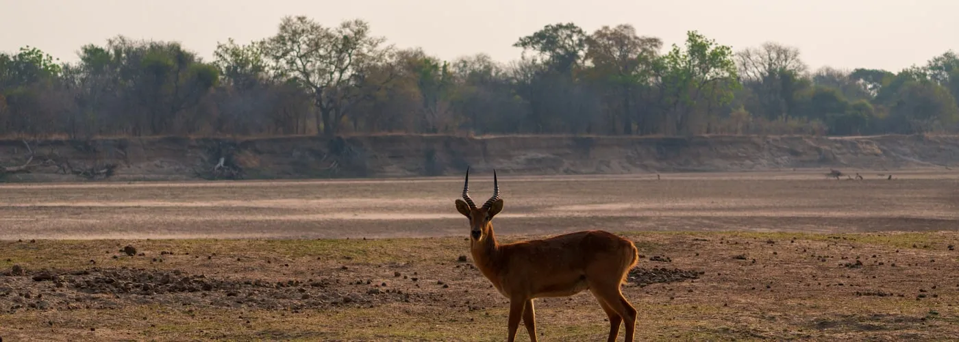 Zambia